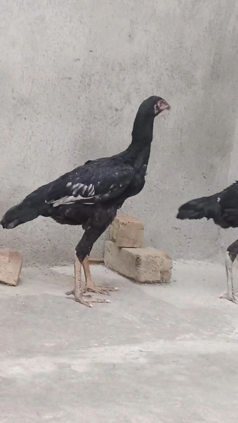 shamo pair — photo 6