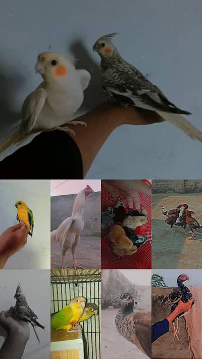 Birds Home Breed Available