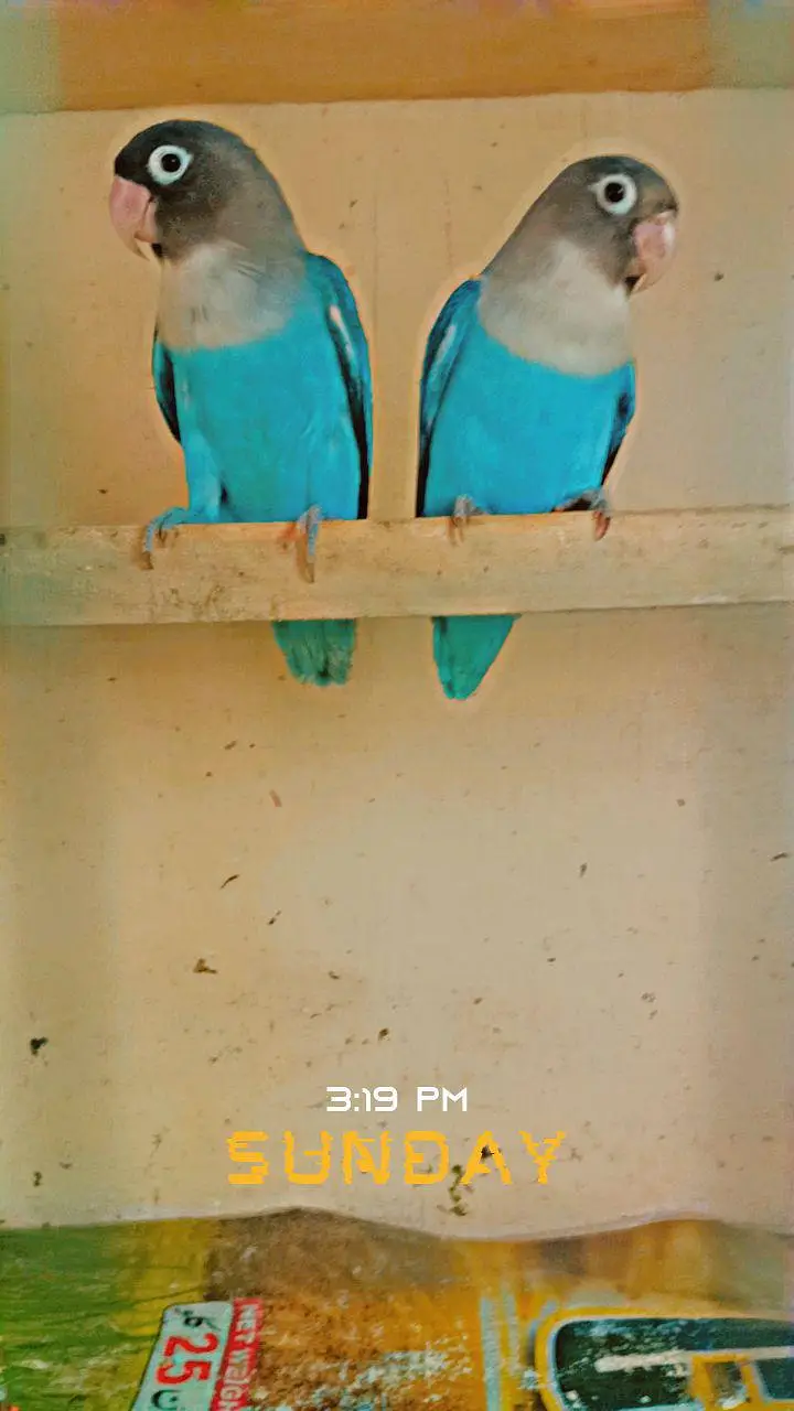 Birds Home Breed Available — photo 2