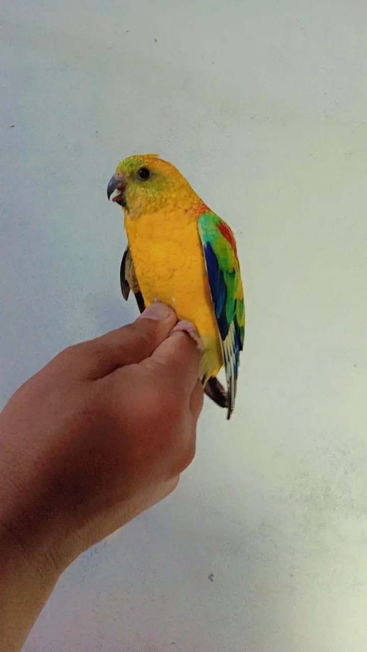 Birds Home Breed Available — photo 3