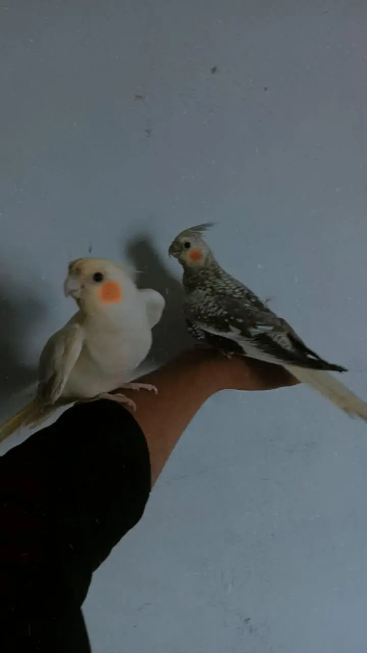 Birds Home Breed Available — photo 4