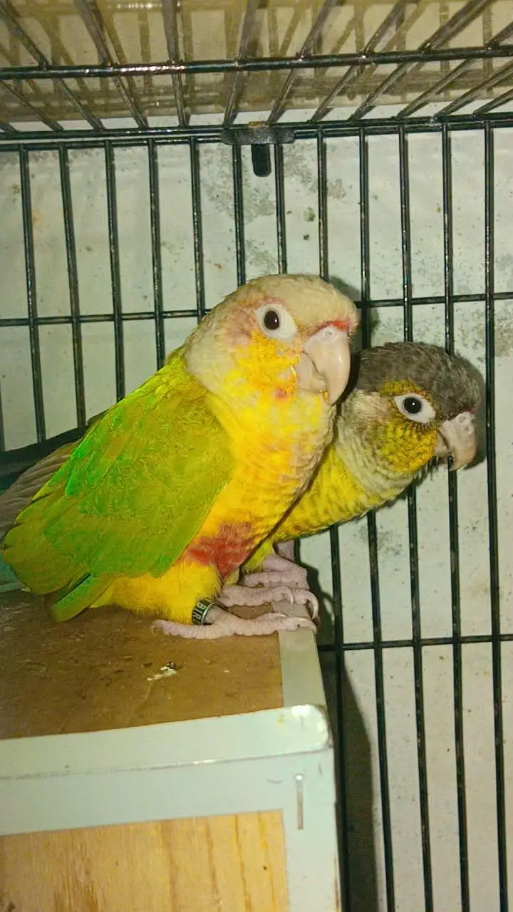 Birds Home Breed Available — photo 5