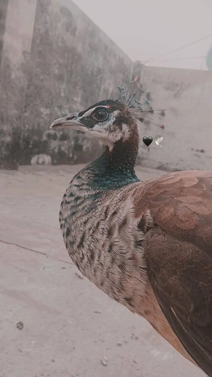Birds Home Breed Available — photo 6