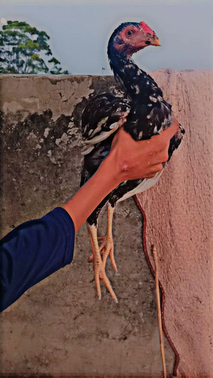 Birds Home Breed Available — photo 7