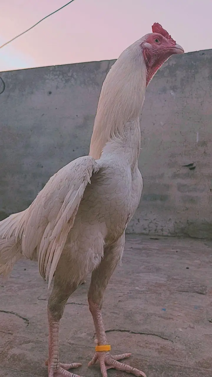 Birds Home Breed Available — photo 8