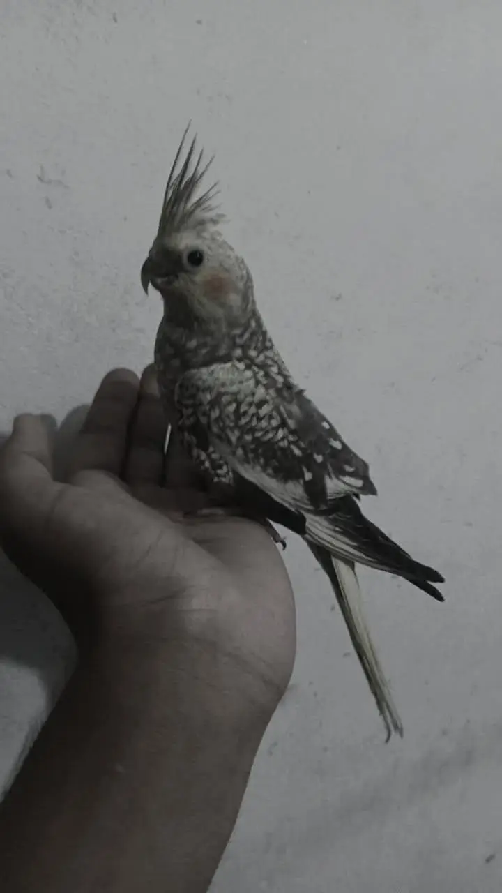 Birds Home Breed Available — photo 9