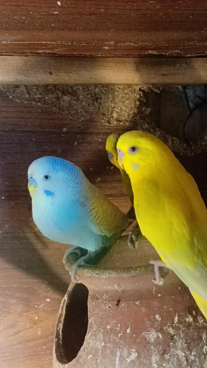 Birds Home Breed Available — photo 10