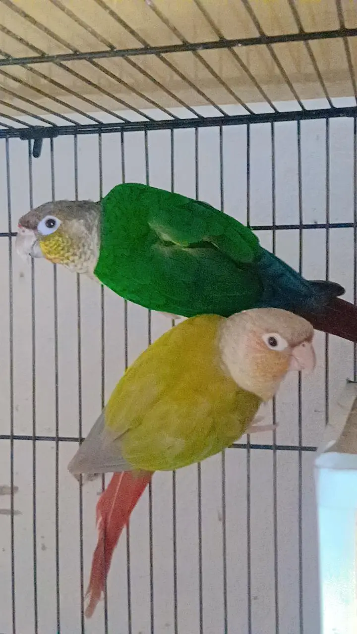 Birds Home Breed Available — photo 11