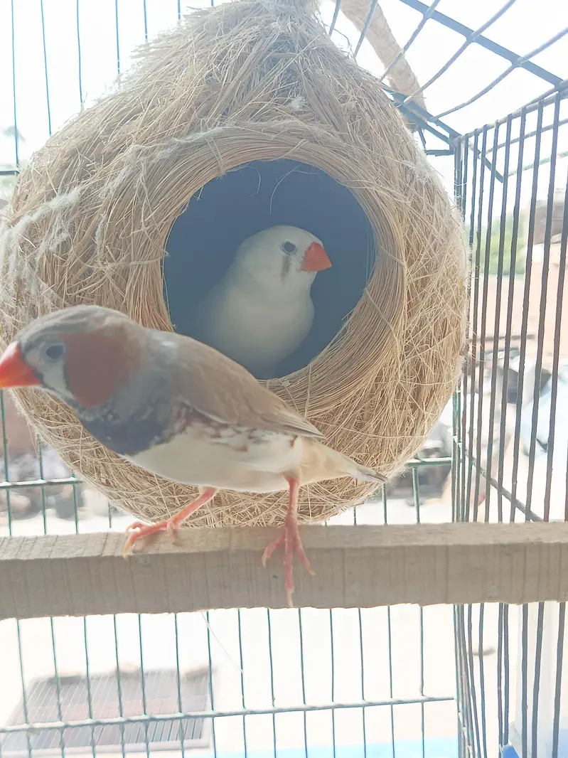 Birds Home Breed Available — photo 12