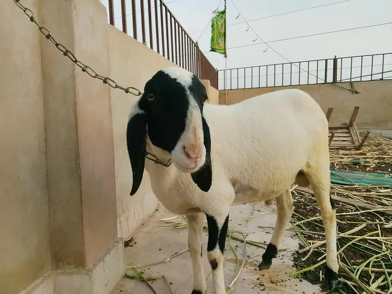 2no male hain — photo 3