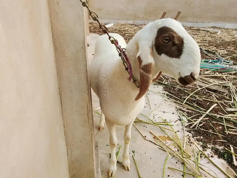 2no male hain — photo 4