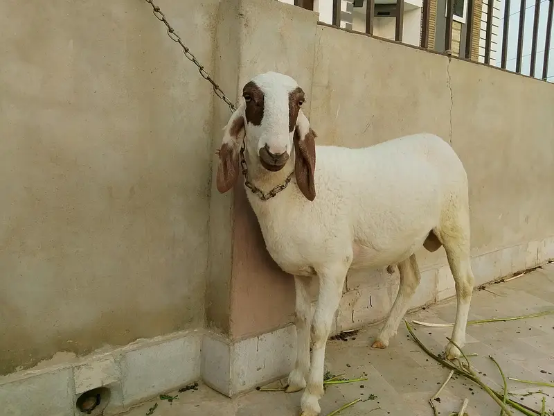2no male hain — photo 6