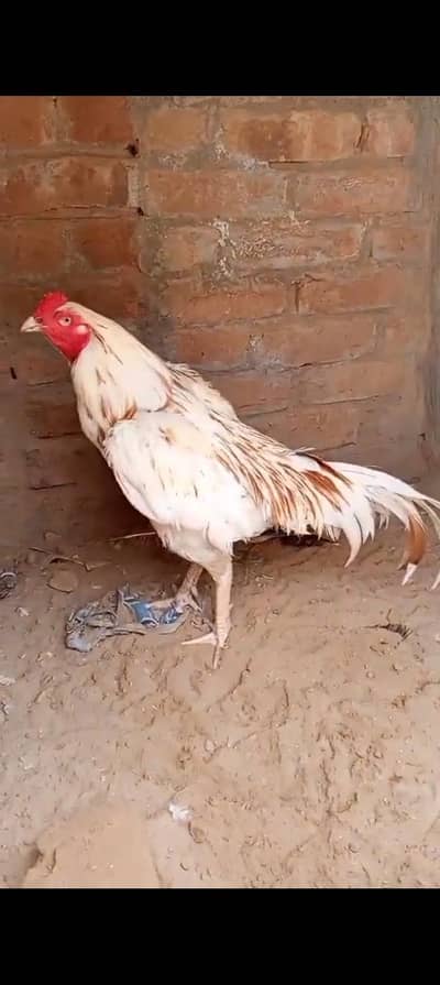 Aseel patha for sale.