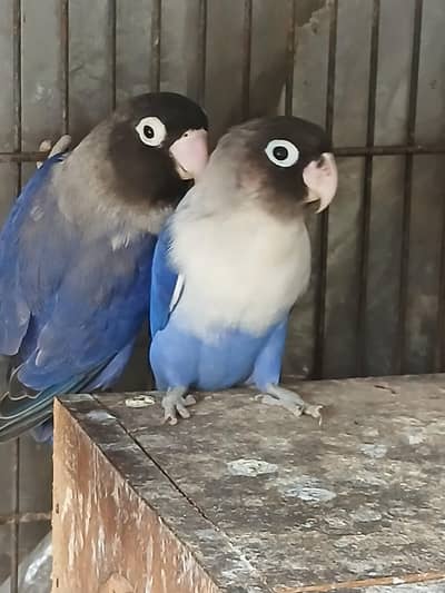 2 pair of lovebirds