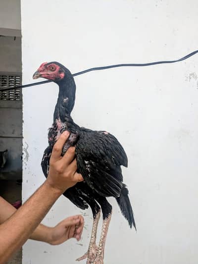 Quality Amroha X Madiya Pathay and pathi