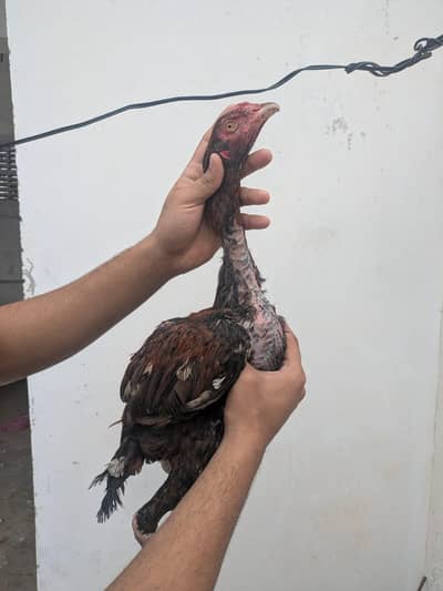 Quality Amroha X Madiya Pathay and pathi
