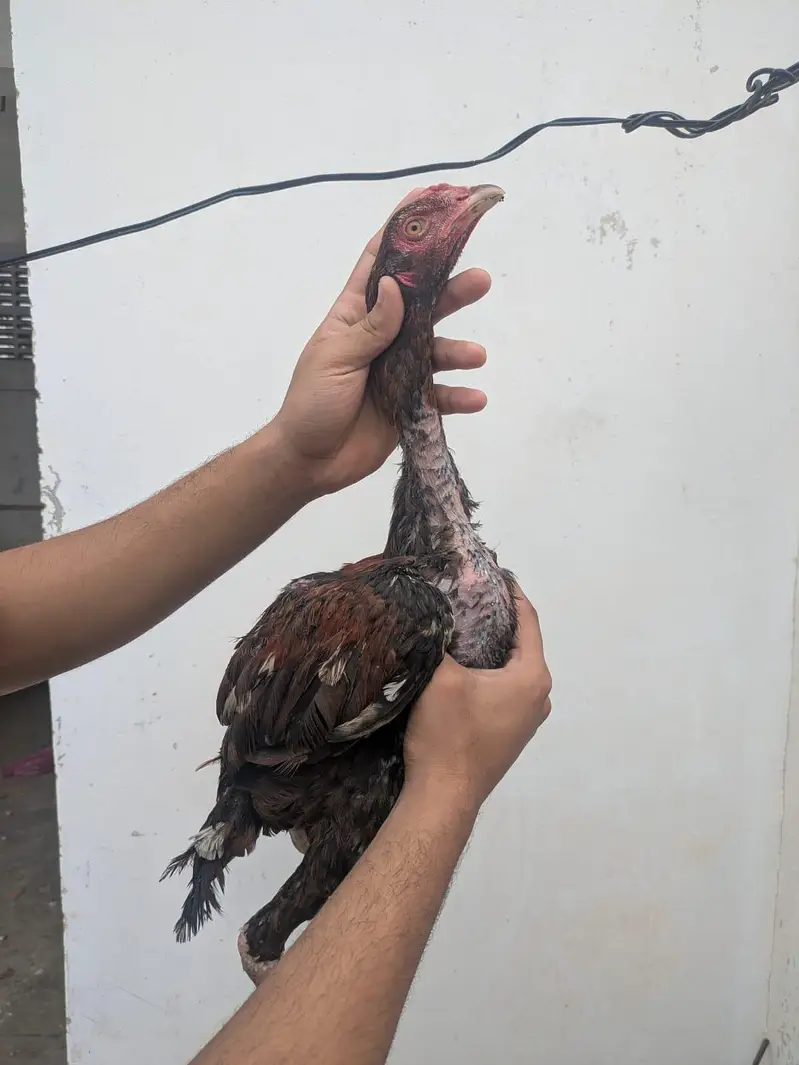 Quality Amroha X Madiya Pathay and pathi — photo 2