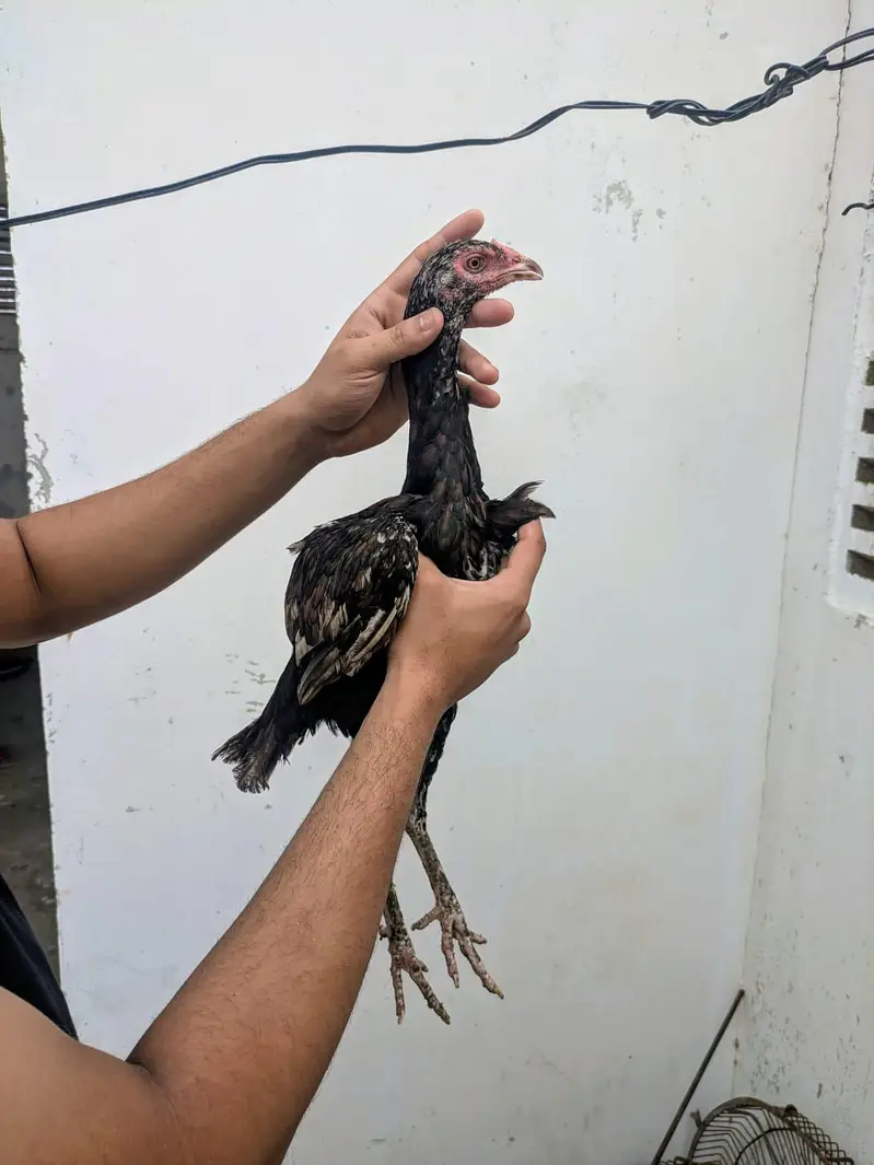 Quality Amroha X Madiya Pathay and pathi — photo 3