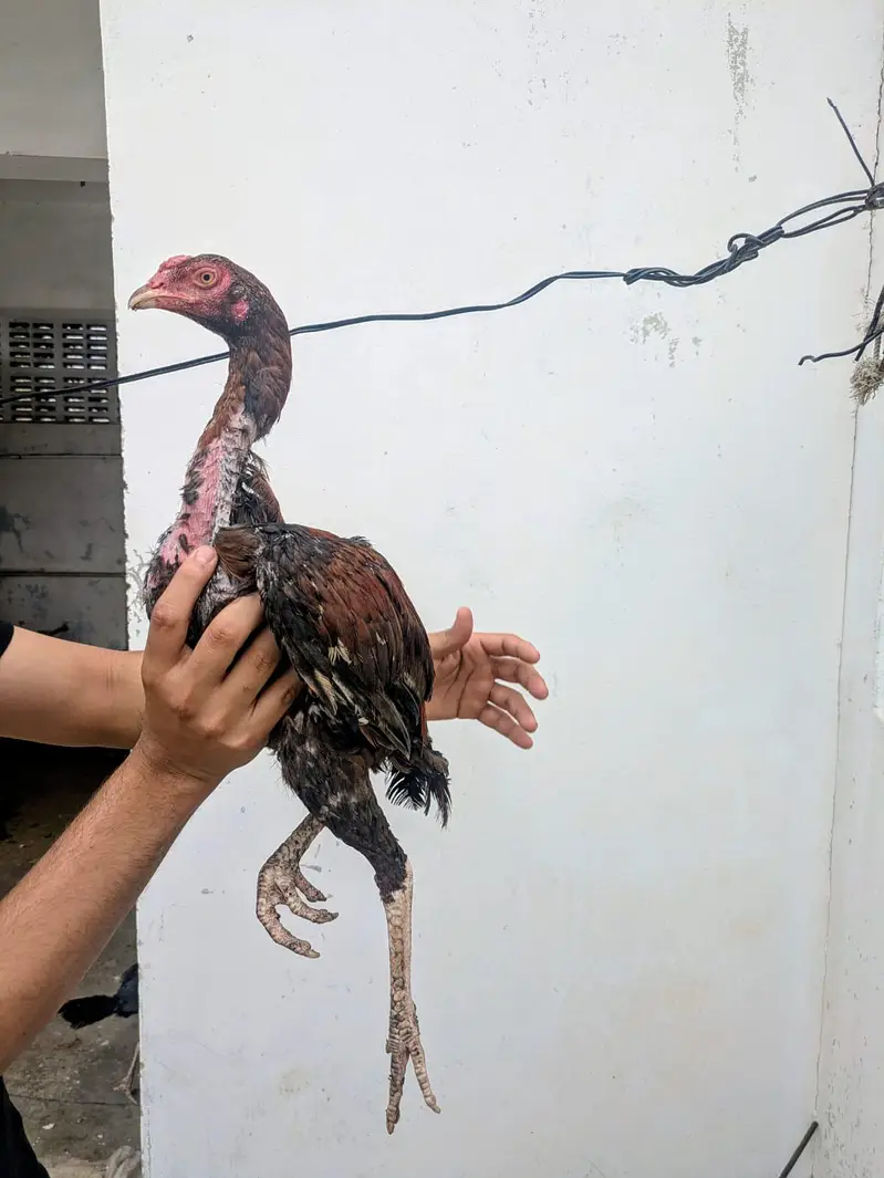 Quality Amroha X Madiya Pathay and pathi — photo 6