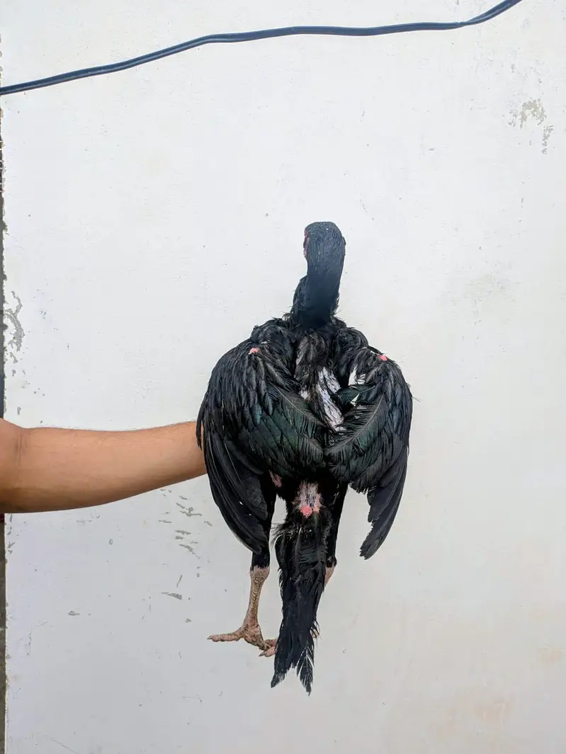 Quality Amroha X Madiya Pathay and pathi — photo 7