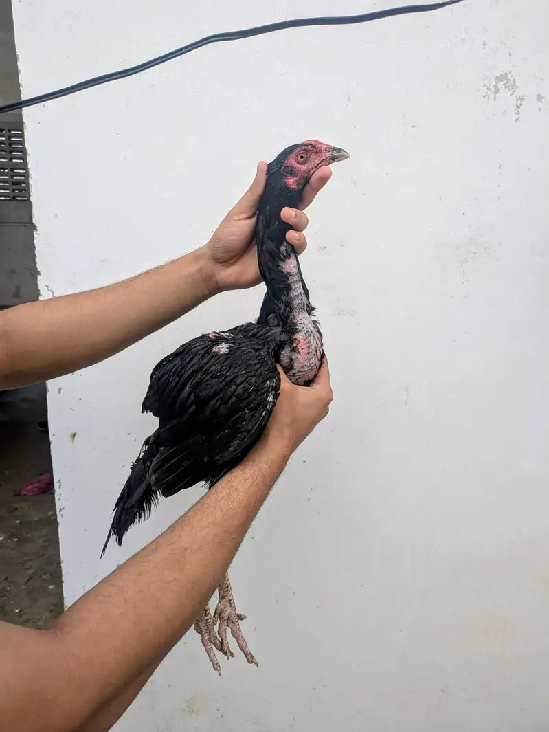 Quality Amroha X Madiya Pathay and pathi — photo 8