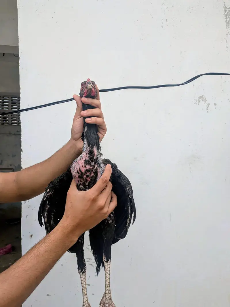Quality Amroha X Madiya Pathay and pathi — photo 9