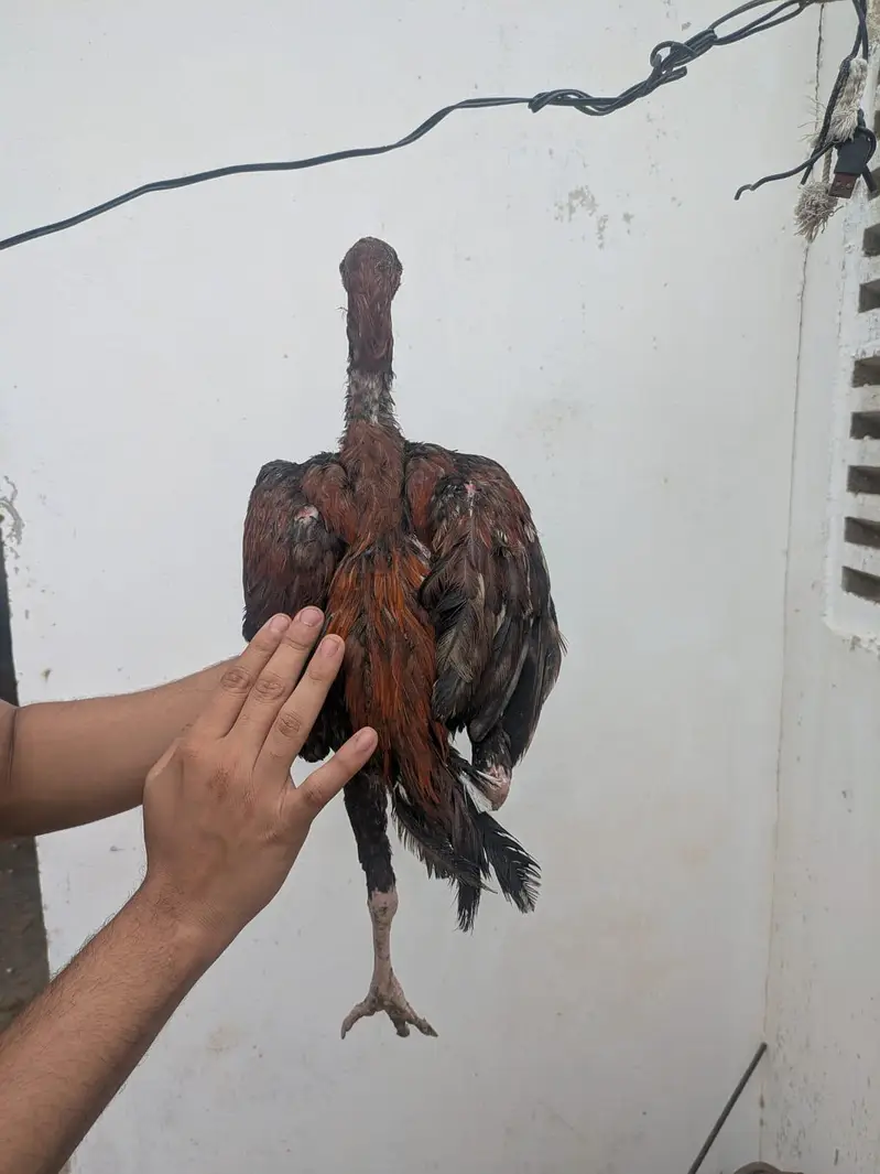 Quality Amroha X Madiya Pathay and pathi — photo 10