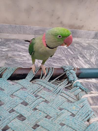 Raw parrot for sale.