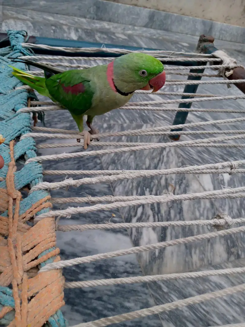 Raw parrot for sale. — photo 2