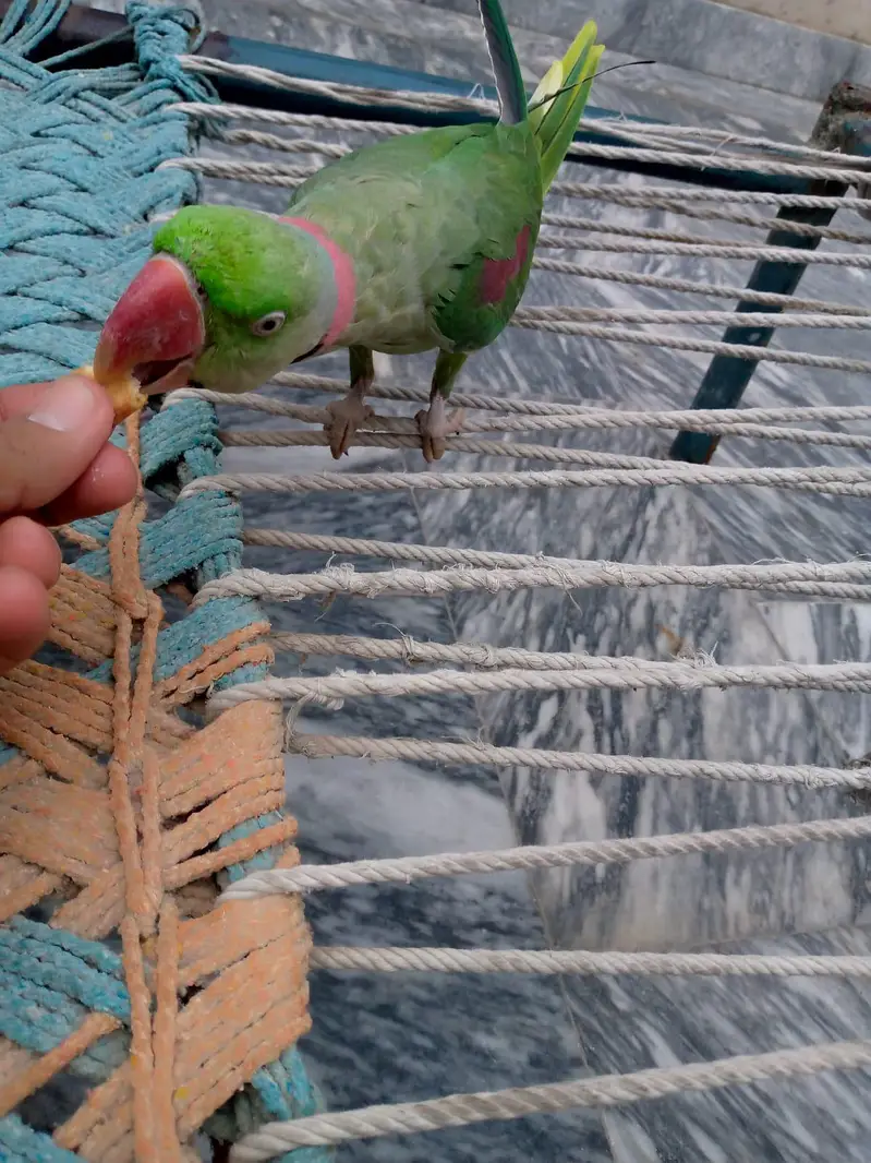 Raw parrot for sale. — photo 3