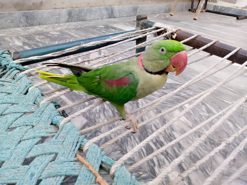 Raw parrot for sale. — photo 4