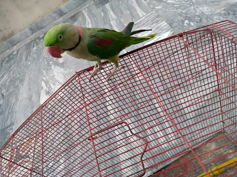 Raw parrot for sale. — photo 5
