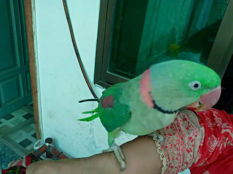 Raw parrot for sale. — photo 6