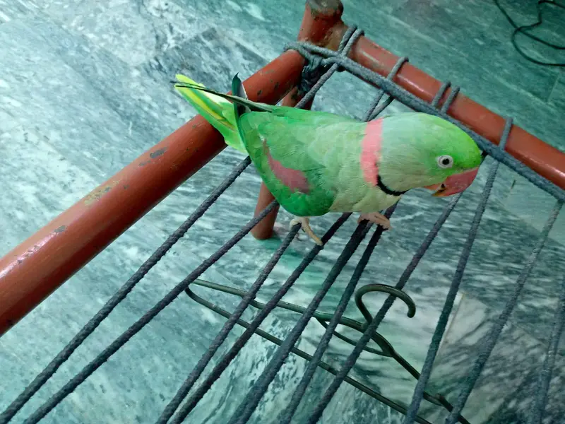 Raw parrot for sale. — photo 7