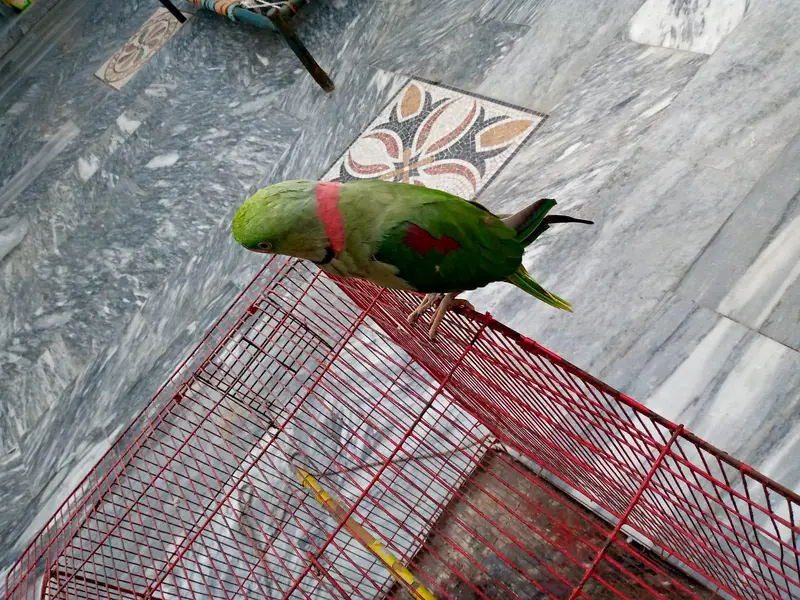 Raw parrot for sale. — photo 8