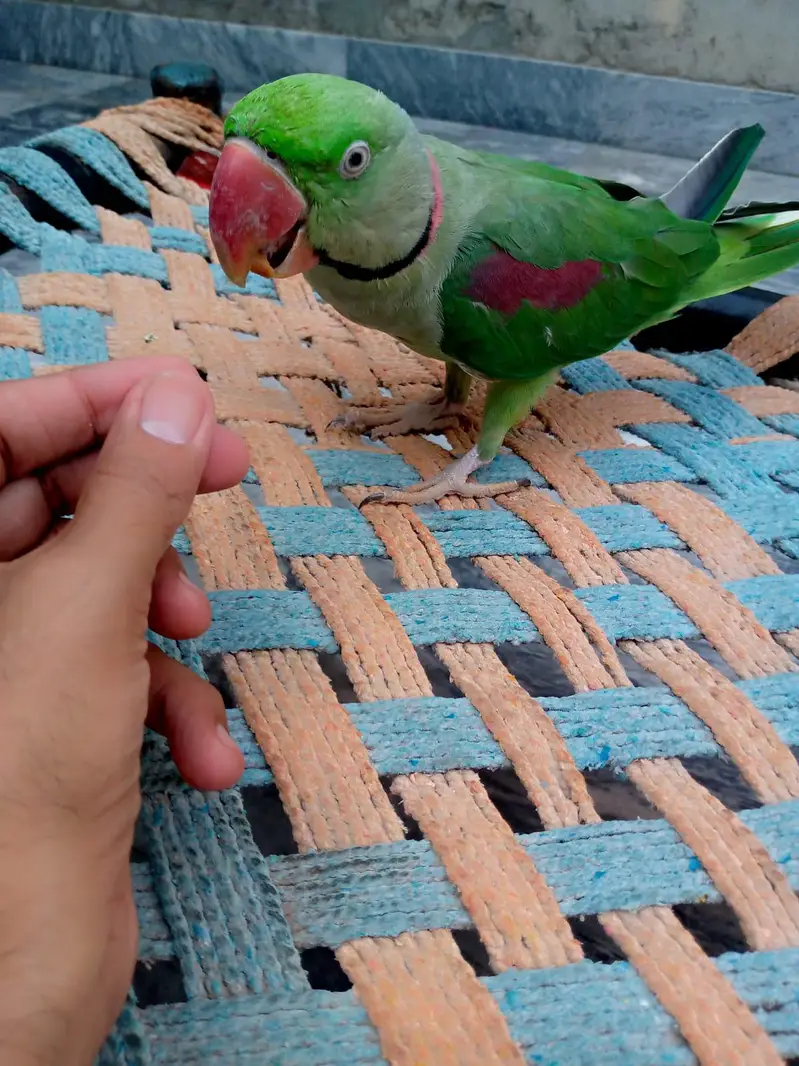 Raw parrot for sale. — photo 9