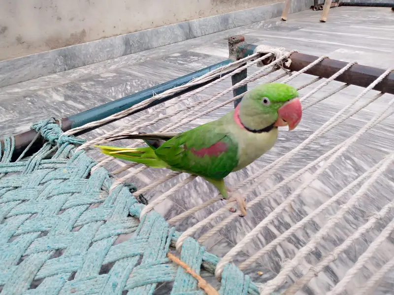 Raw parrot for sale. — photo 10