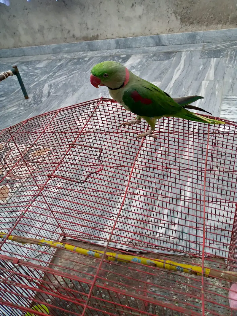 Raw parrot for sale. — photo 11