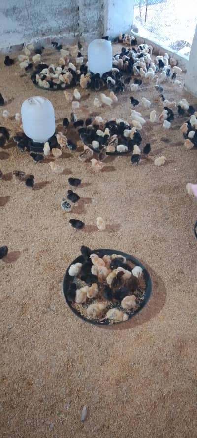 golden misri mix chicks