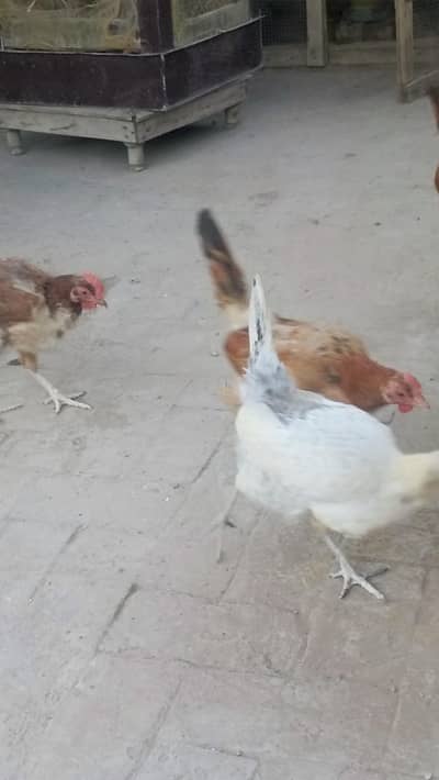 Desi hens