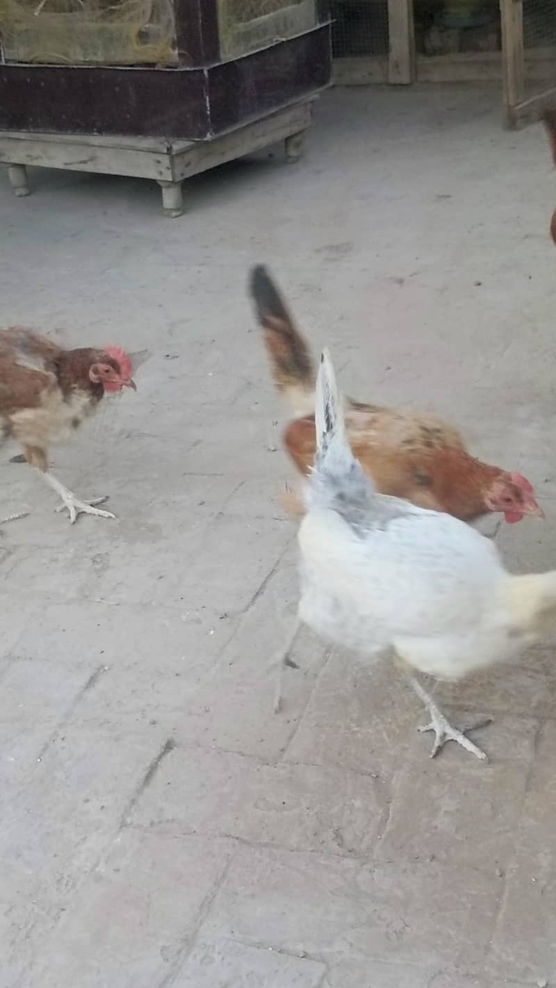 Desi hens 0