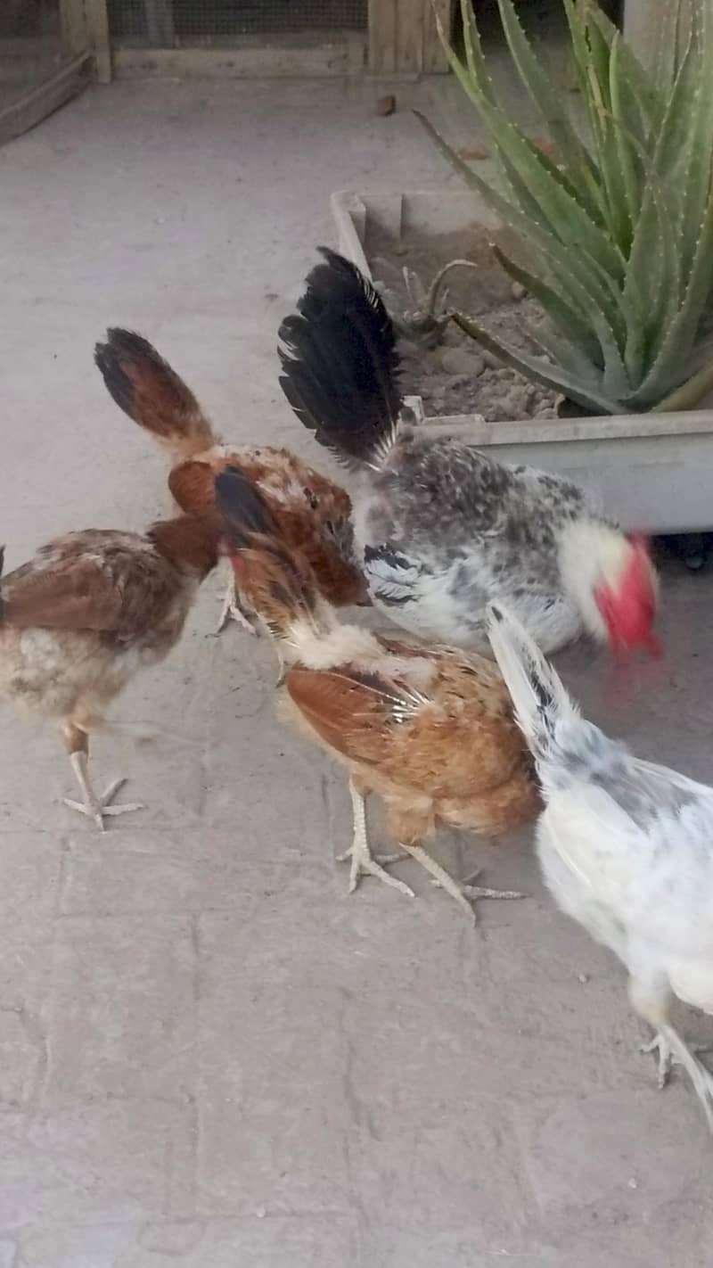 Desi hens 1