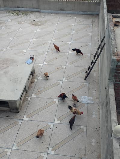 Hens for sale