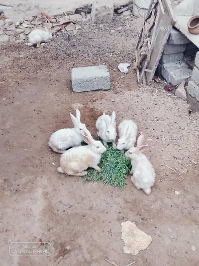 white rabbit  red eyes
