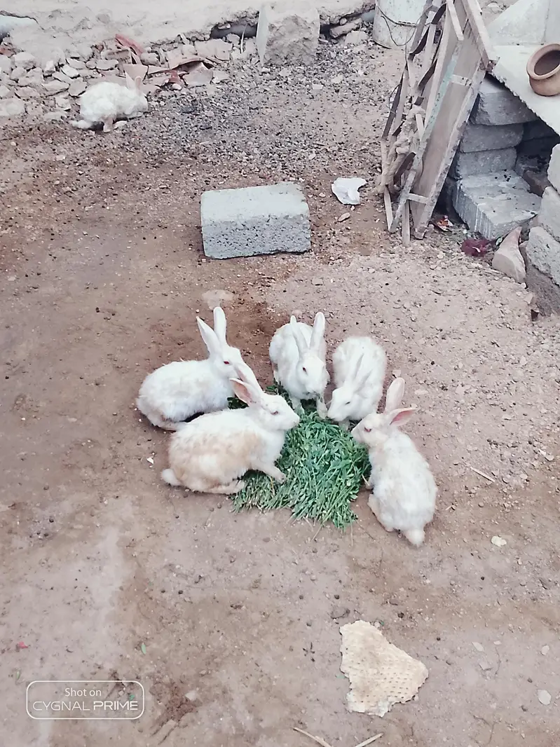 white rabbit  red eyes