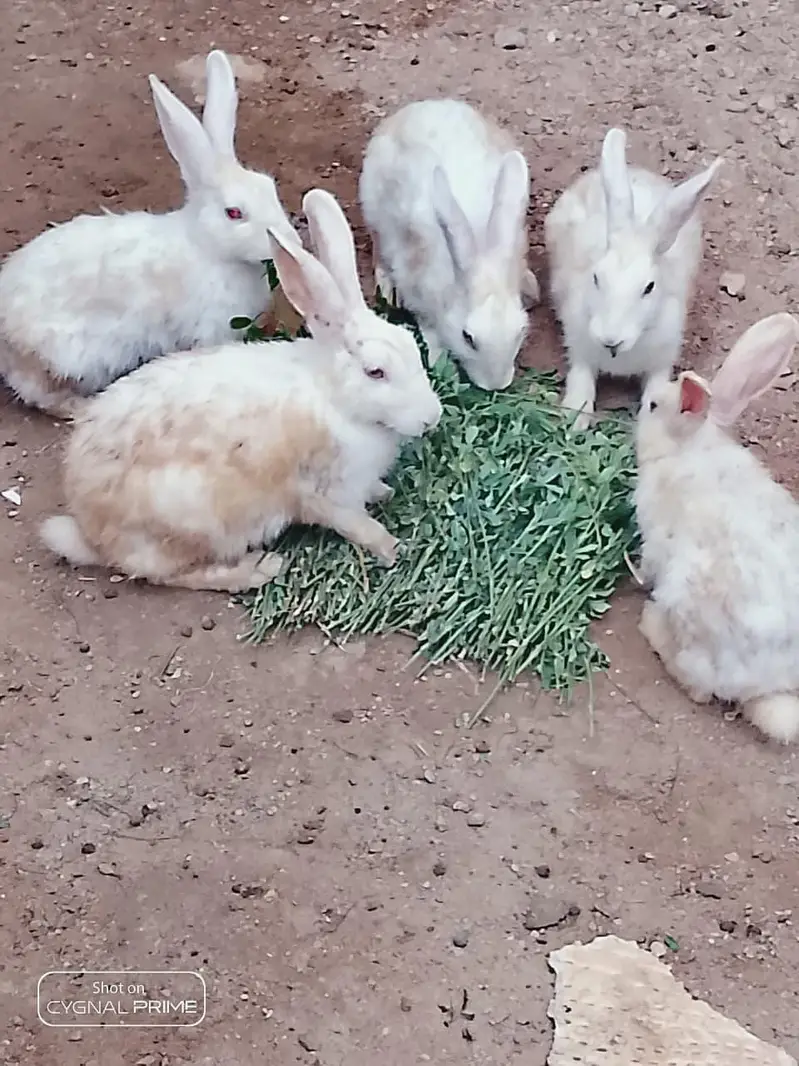white rabbit  red eyes — photo 2