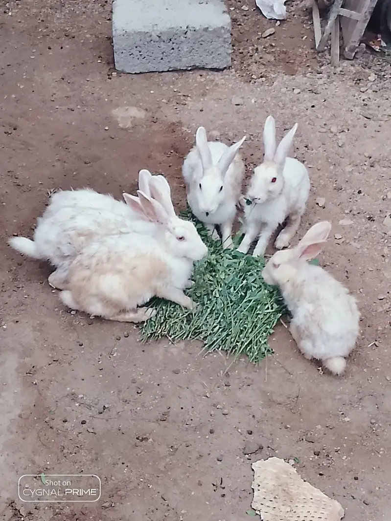 white rabbit  red eyes — photo 3