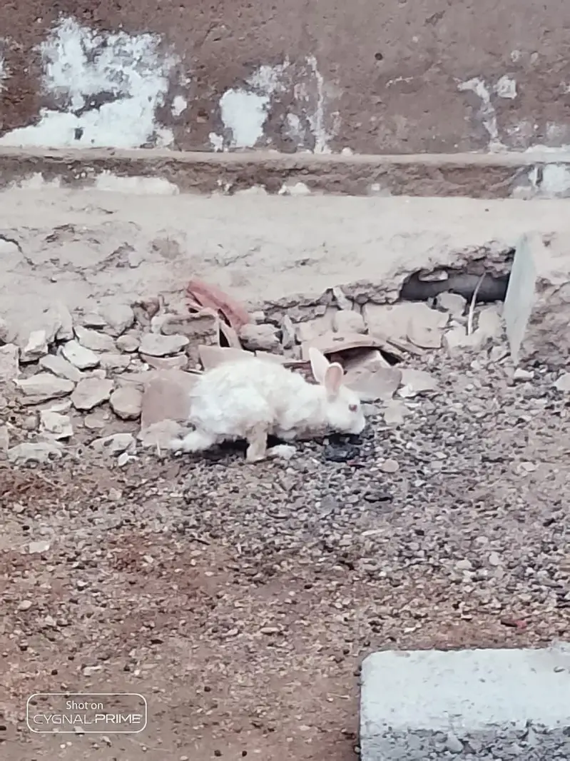 white rabbit  red eyes — photo 4
