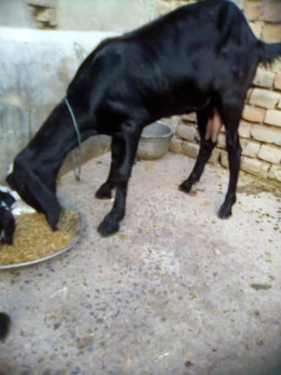 argent for sale 0301_5227413
