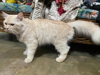 Persian Cat